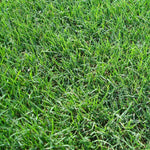 Dactylis Glomerata swollen finger grass seeds