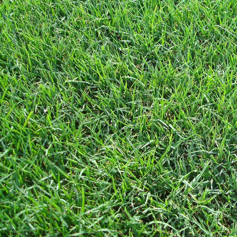 Dactylis Glomerata swollen finger grass seeds
