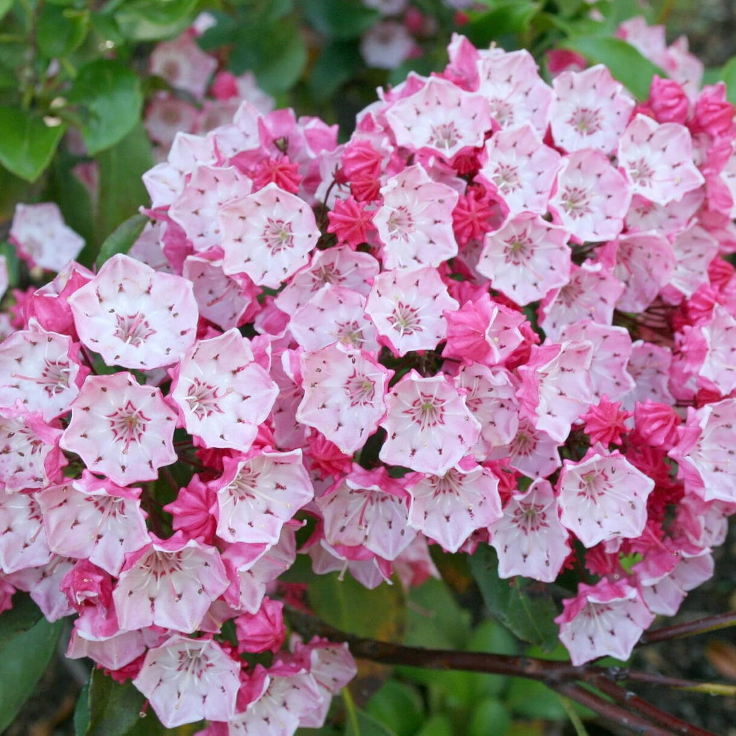 Mountain Laurel Seeds