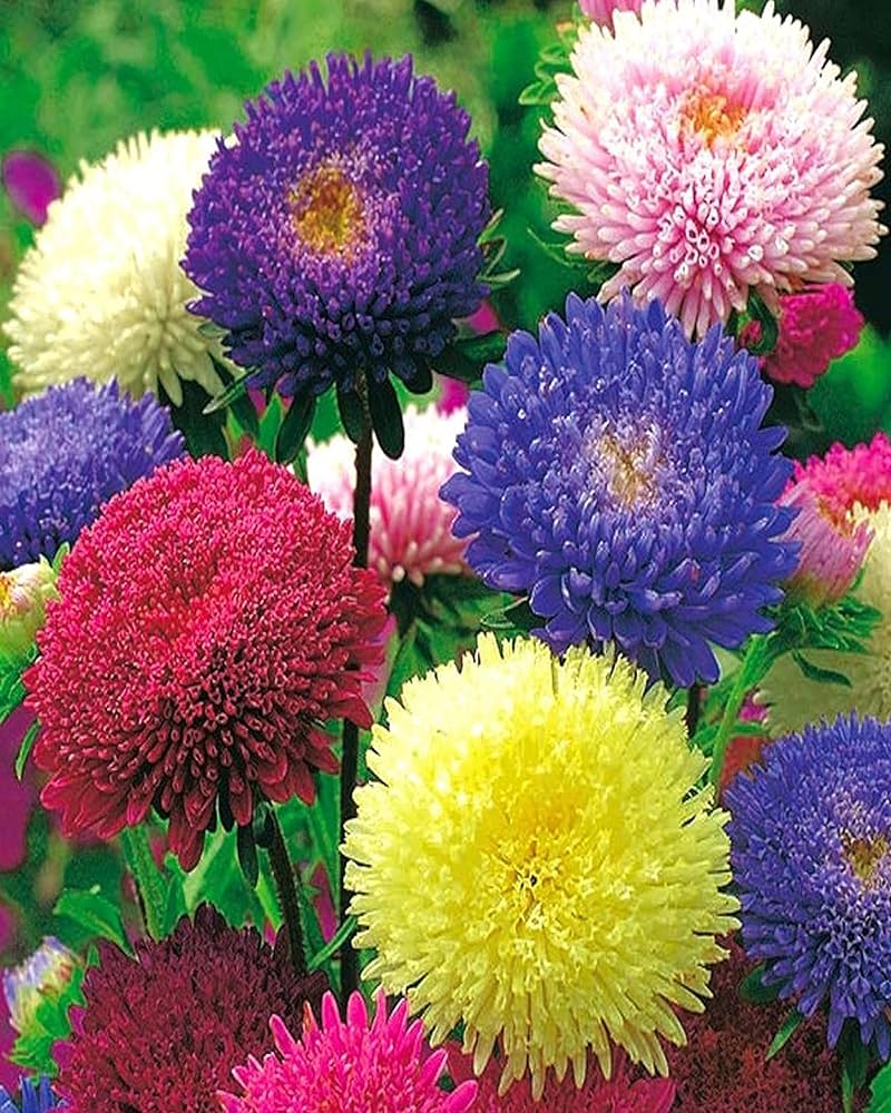 Aster Symphyotrichum Novae-Angliae New England Mix Flower Seeds for Planting – Great for Pollinator Gardens and Fall Blooms
