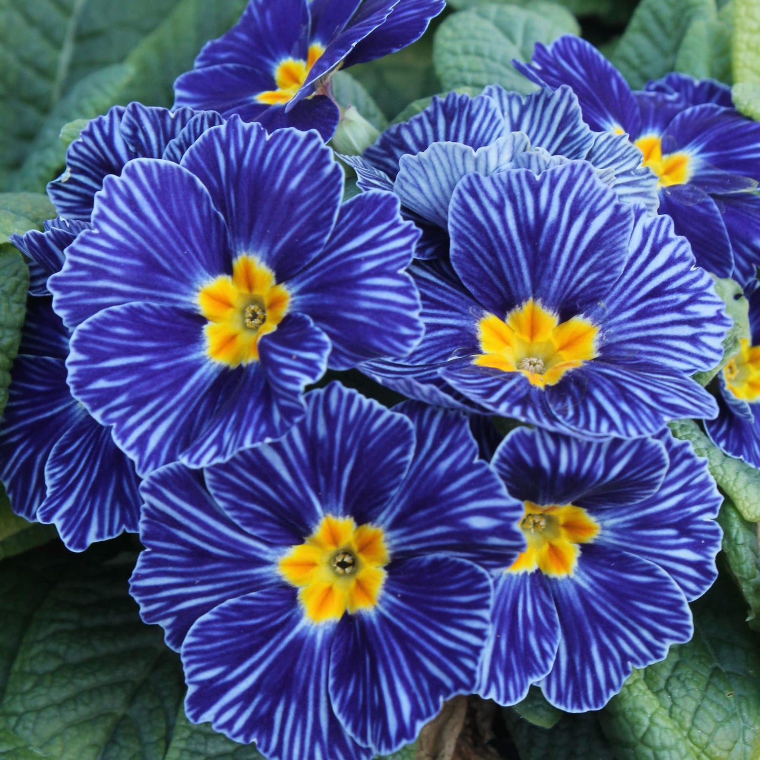 Primrose Seeds - Blue Zebra