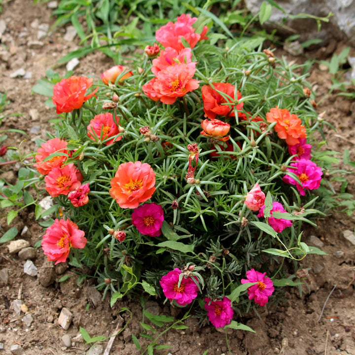Portulaca Moss Flower Seeds for Planting 100