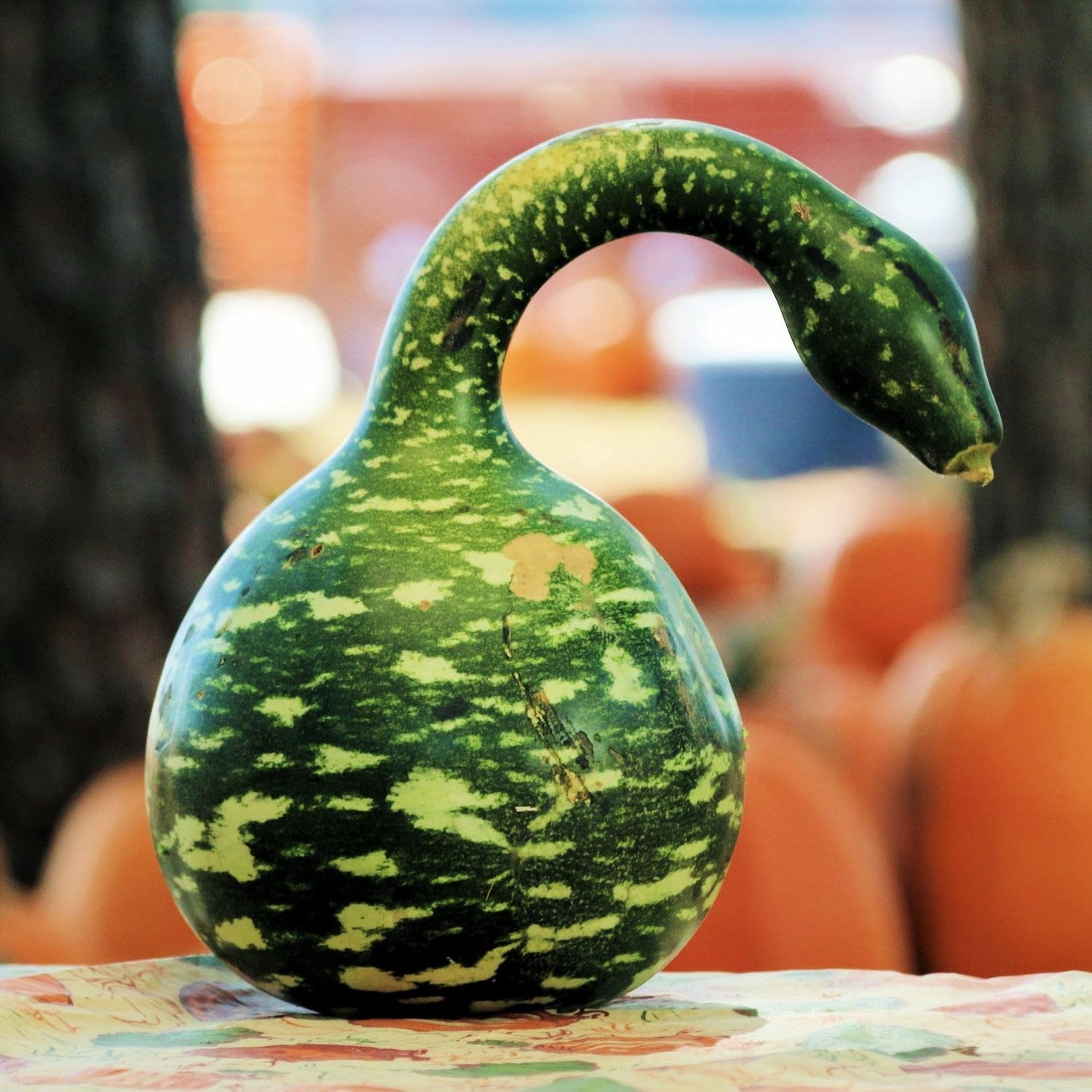 White Swan Gourd Vegetable Seeds for Unique, Decorative Gourds