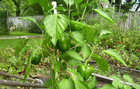 Pepper Capsicum Annuum Organic Heirloom California Wonder Vegetable Seeds for Planting – Sweet Bell Variety for Kitchen Garden