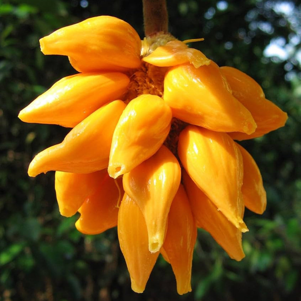 Orange Jackfruit Seeds for Planting- Large, Sweet Jackfruits for a Bountiful Harvest, GMO Free