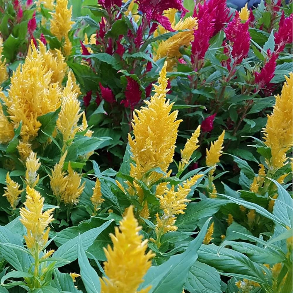 Celosia Seeds - Golden Plume