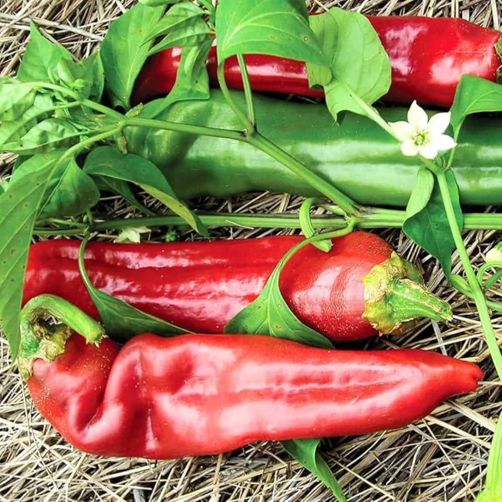 Pepper Seeds, Vegetable Seeds with High Budding Rate