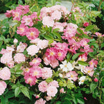 Rare Chinese Rose Rosa chinensis seeds flower gardens