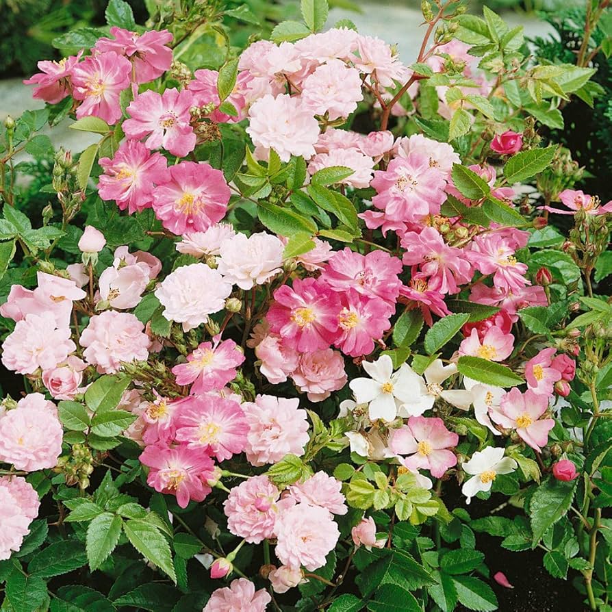 Rare Chinese Rose Rosa chinensis seeds flower gardens