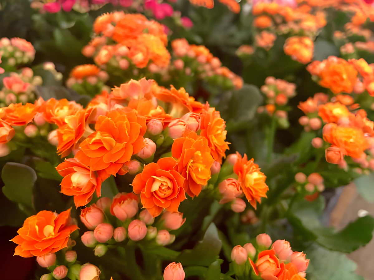 Kalanchoe Kalanchoe Blossfeldiana Flower Seeds for Planting – Succulent Blooms for Indoor Pots and Low-Light Gardens