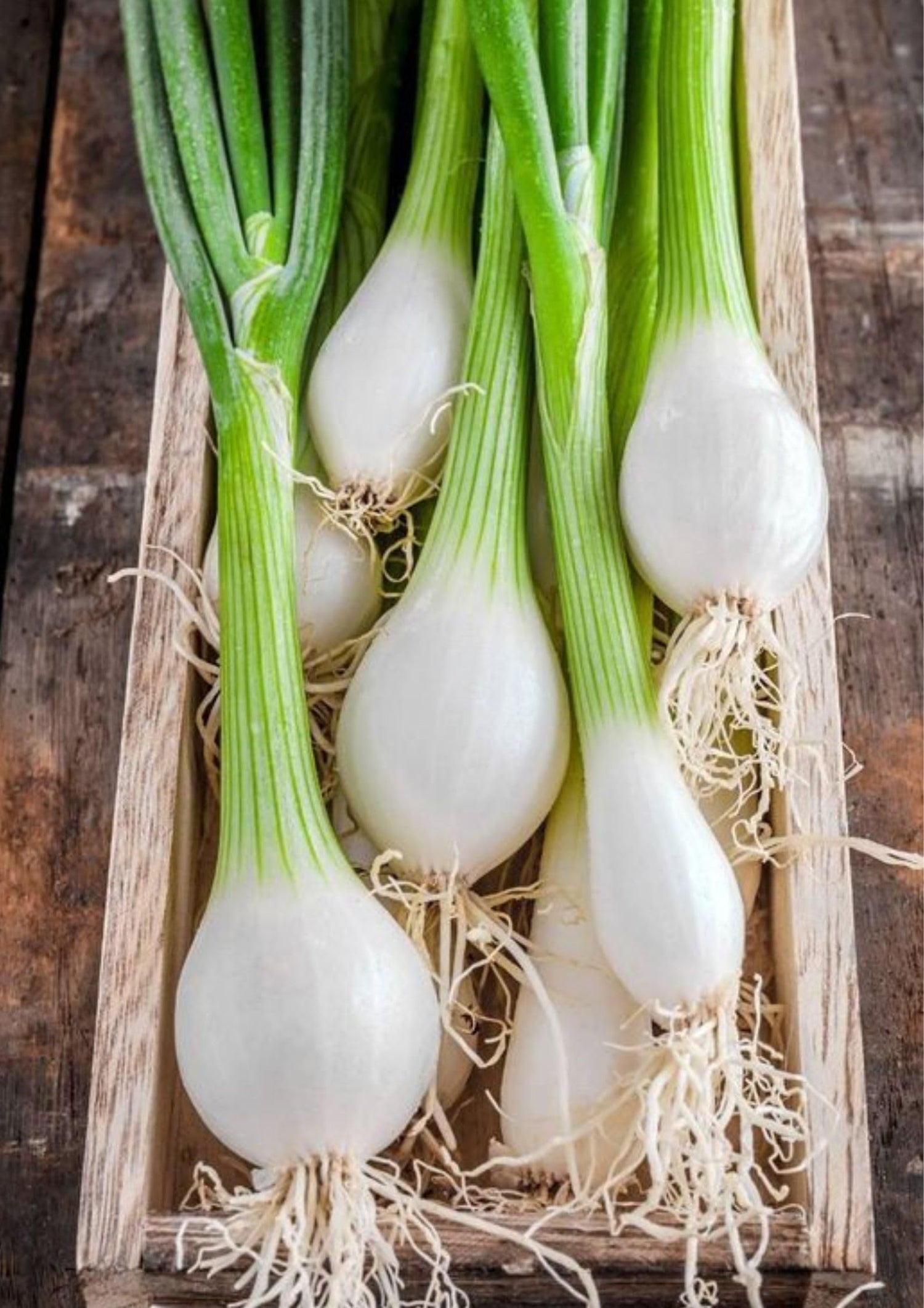 Onion Allium Fistulosum Hardy White Bunching Vegetable Seeds for Planting – NB18 Variety for Containers and Garden Rows