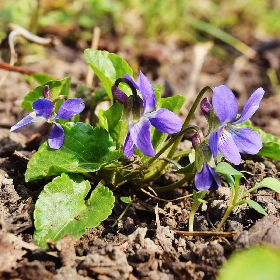 Chinese Viola (Viola odorata) seeds for bonsai or shaded garden planting