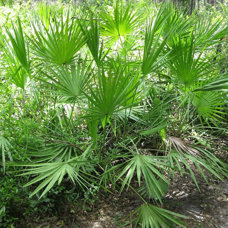 Green Serenoa Plant Seeds for Planting heirloom & Non-GMO Seeds