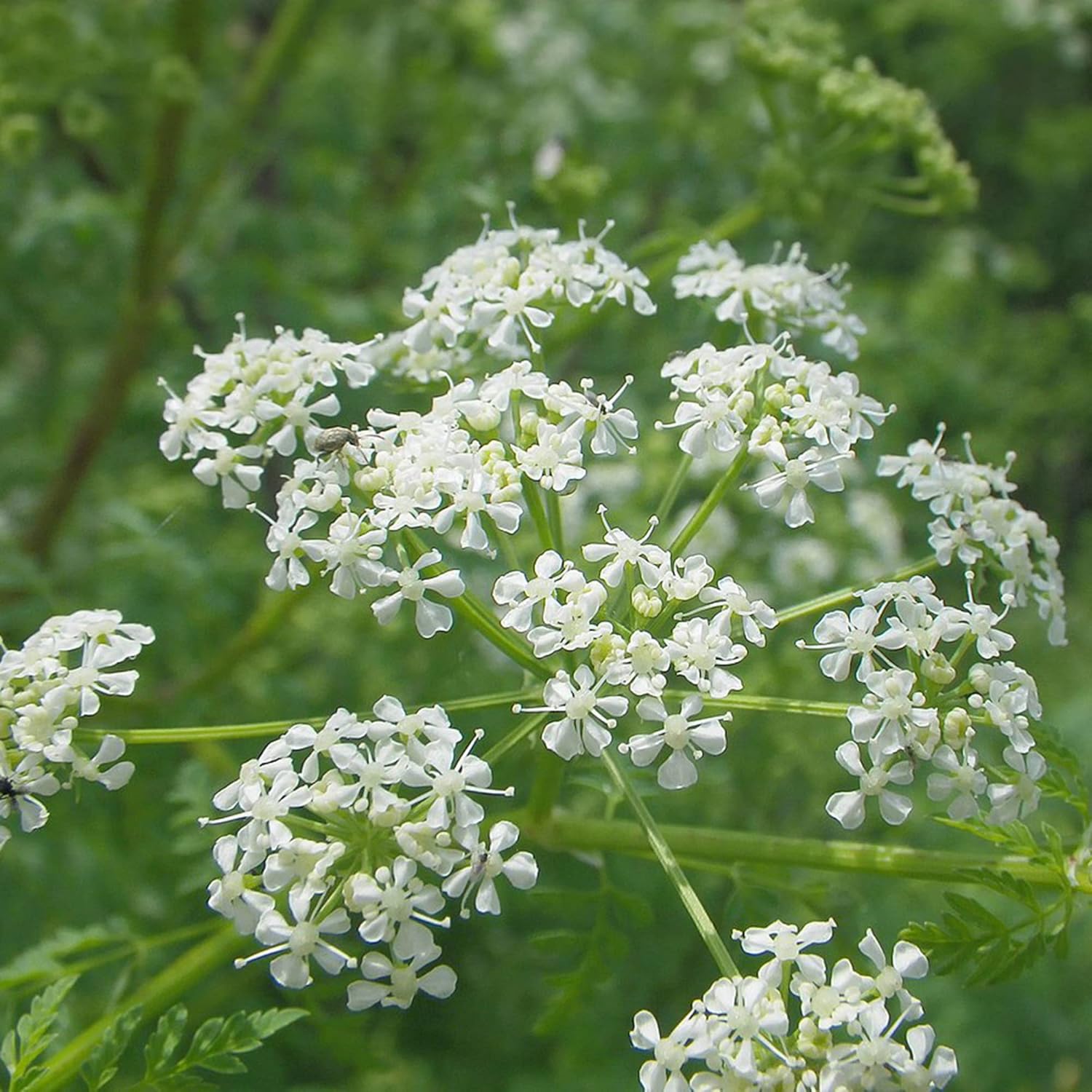 Ligusticum Porteri Seeds