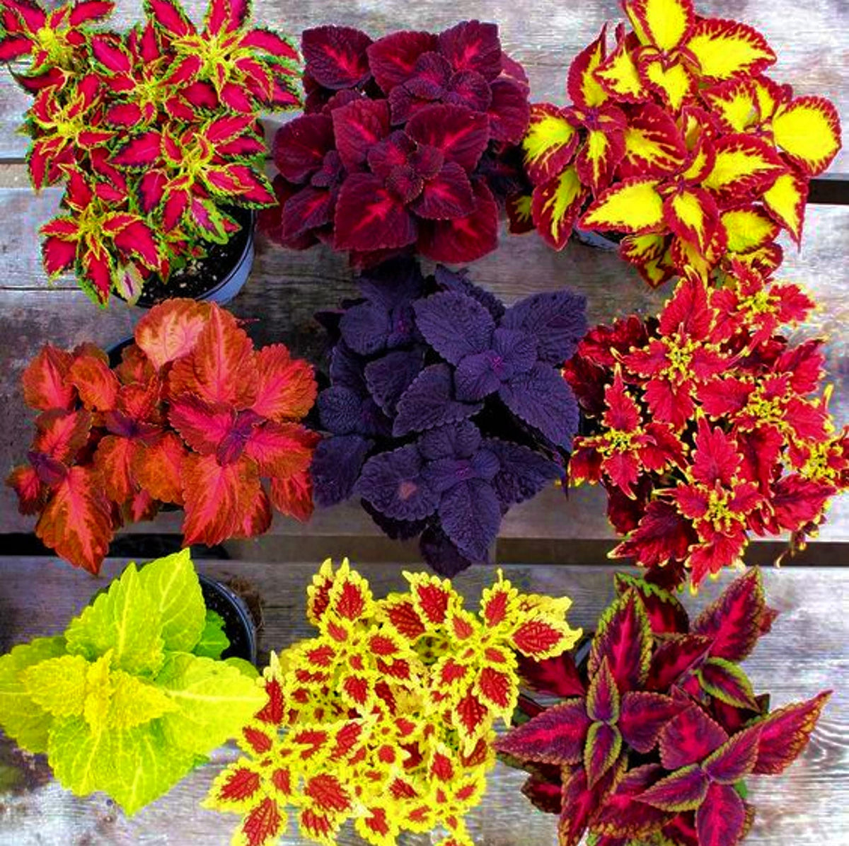Coleus Plectranthus Scutellarioides Rainbow Mix Herb Seeds for Planting – Perfect for Colorful Foliage in Garden Pots