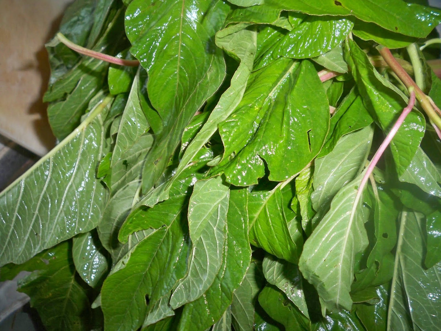 Violet Jamaican Chttps://www.amazon.com/Jamaican-CALLALOO-Amaranth-Organic-Heirloom/dp/B073P78VJ6allaloo Seeds for Planting heirloom & Non-GMO Seeds