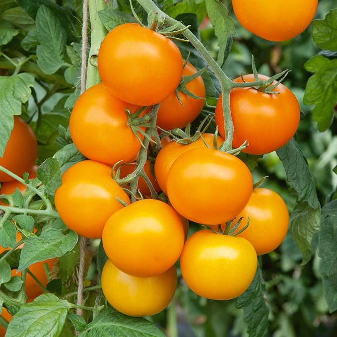 Sweet Orange Tomato Solanum lycopersicum for planting in vegetable patch and home garden