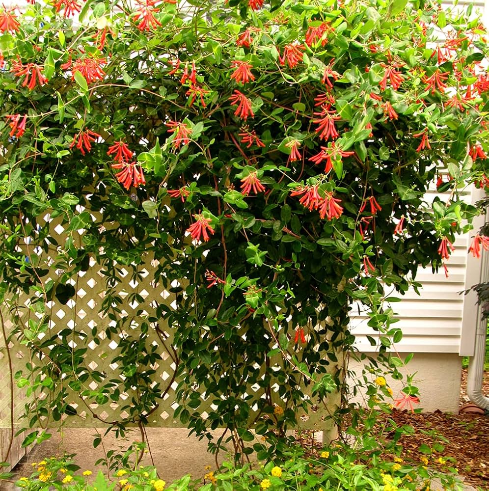 Coral Honeysuckle Seeds (Lonicera sempervirens) for Planting Flower Garden