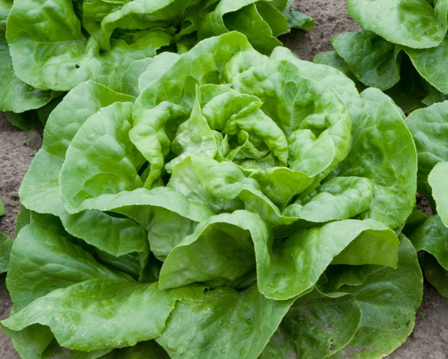 Lettuce Heirloom Seeds for Planting