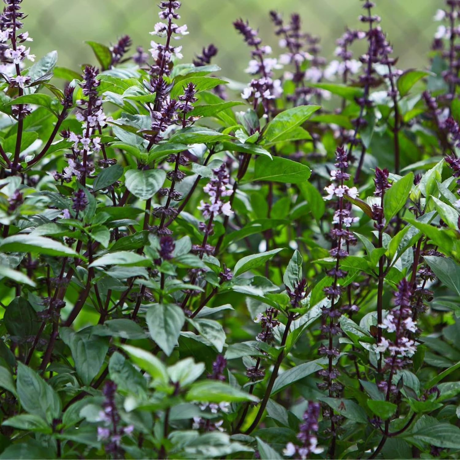 Blue Spice Basil Seeds