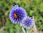 Echinops Ritro Echinops ritro for planting in flower bed