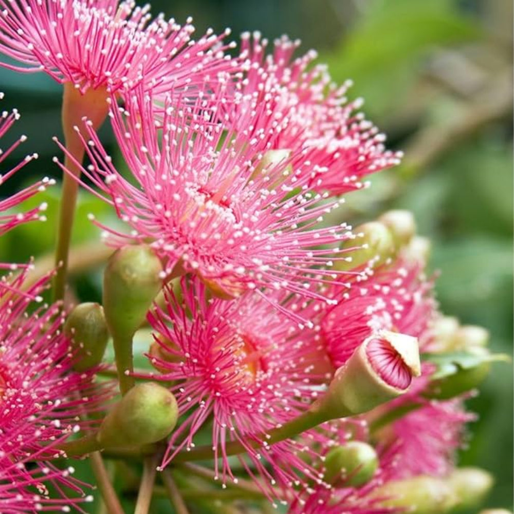 Eucalyptus Flower Seeds for Planting-Heirloom & Non-GMO Seeds for planting