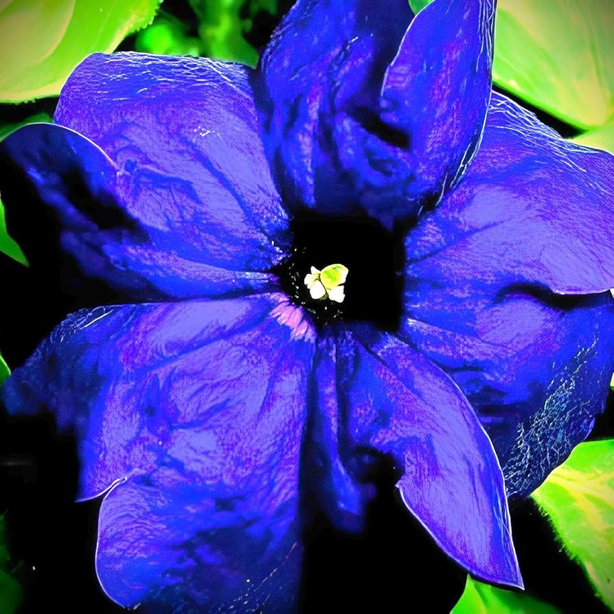 Blue Petunia (Petunia hybrida) for planting in containers and gardens