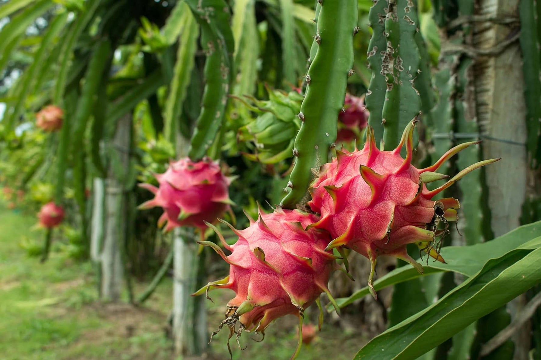 Dragon cactus Hylocereus seeds for tropical garden