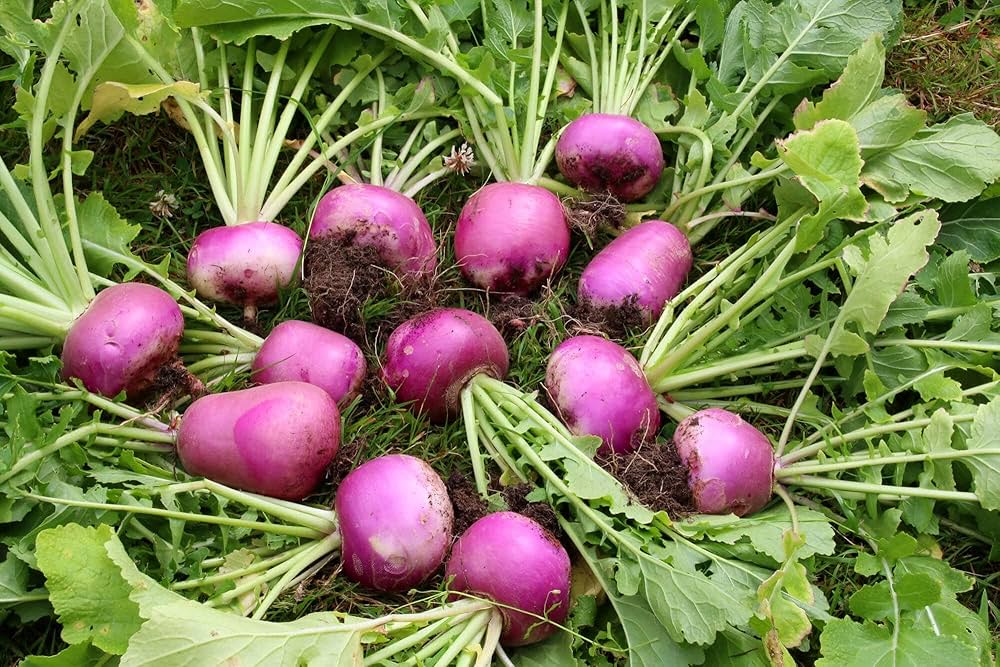 Swede Vegetable Seeds for Planting