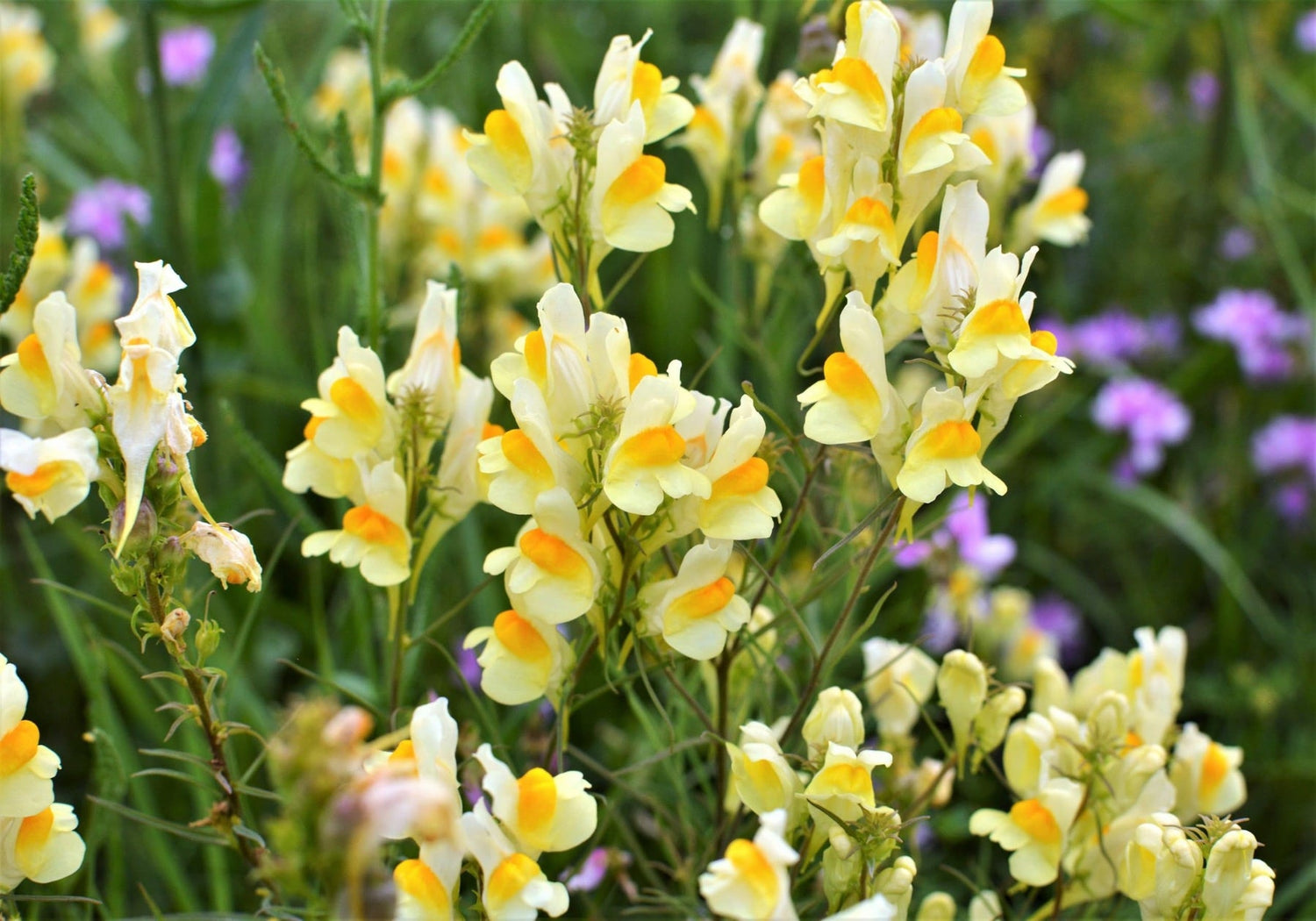Oldfield Toadflax Seeds for Planting - 100