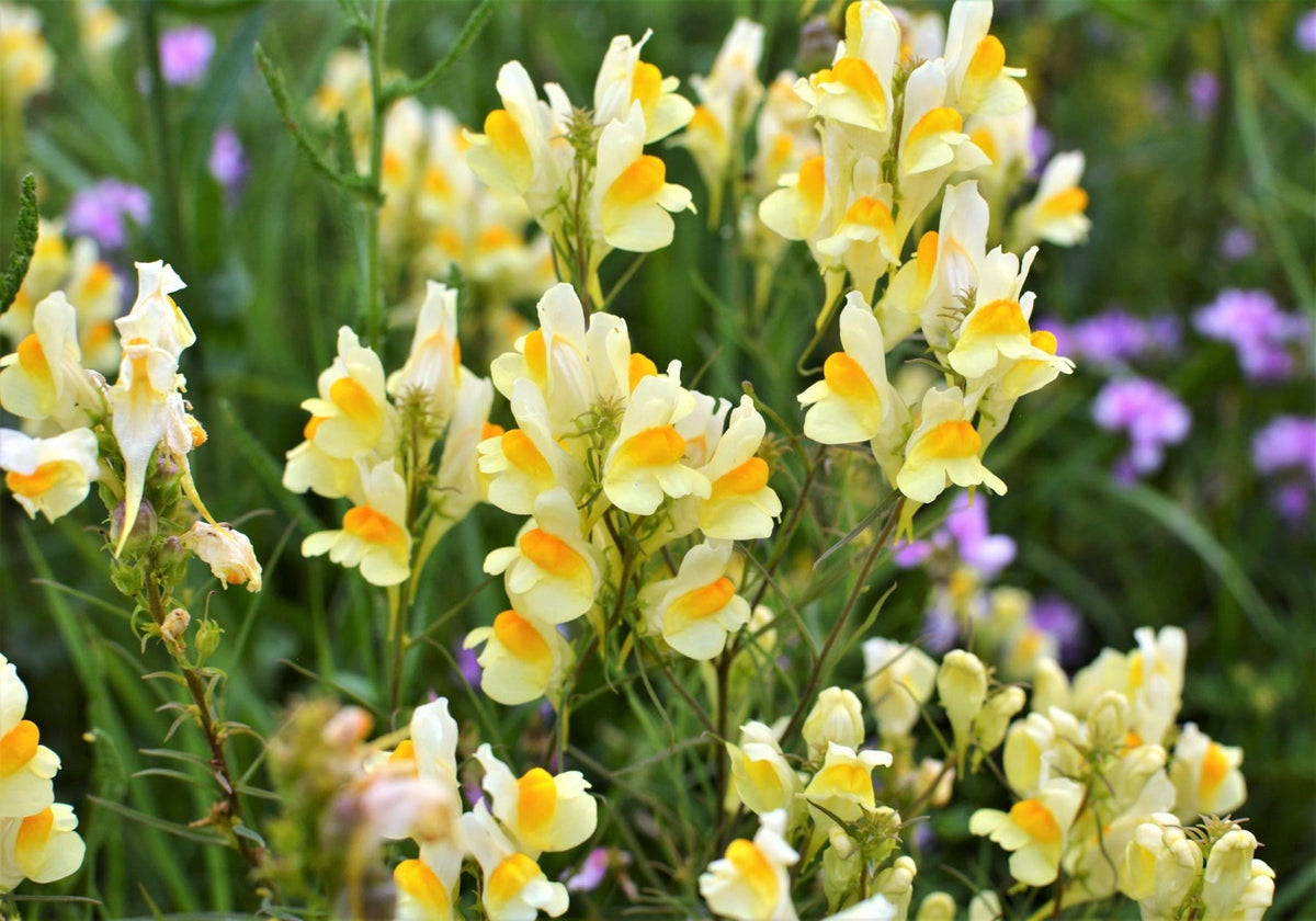 Oldfield Toadflax Seeds for Planting - 100 seeds for planting in home garden