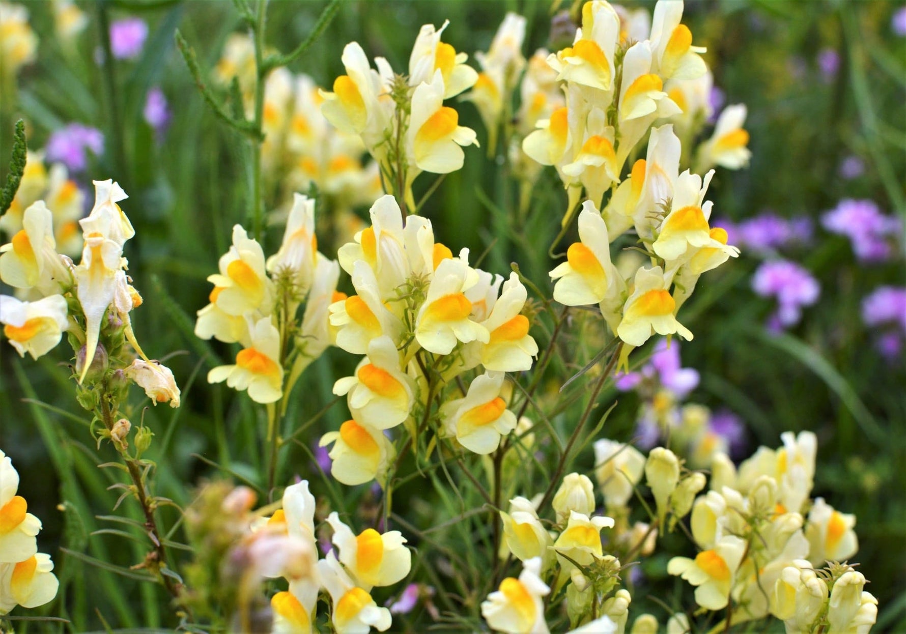 Oldfield Toadflax Seeds for Planting - 100 seeds for planting in home garden