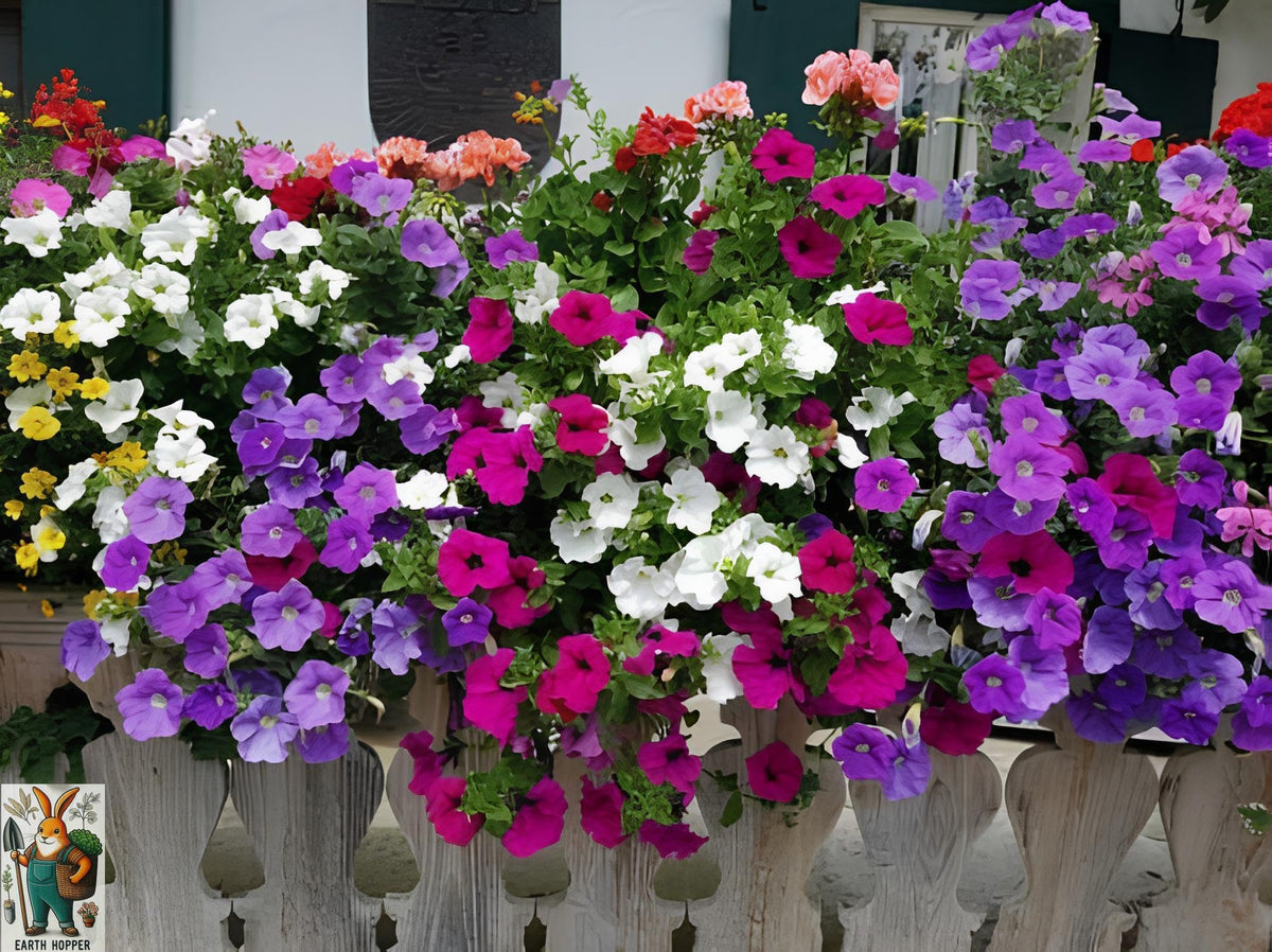 Climbing Petunia Petunia spp. Seeds for Planting in Vertical Garden
