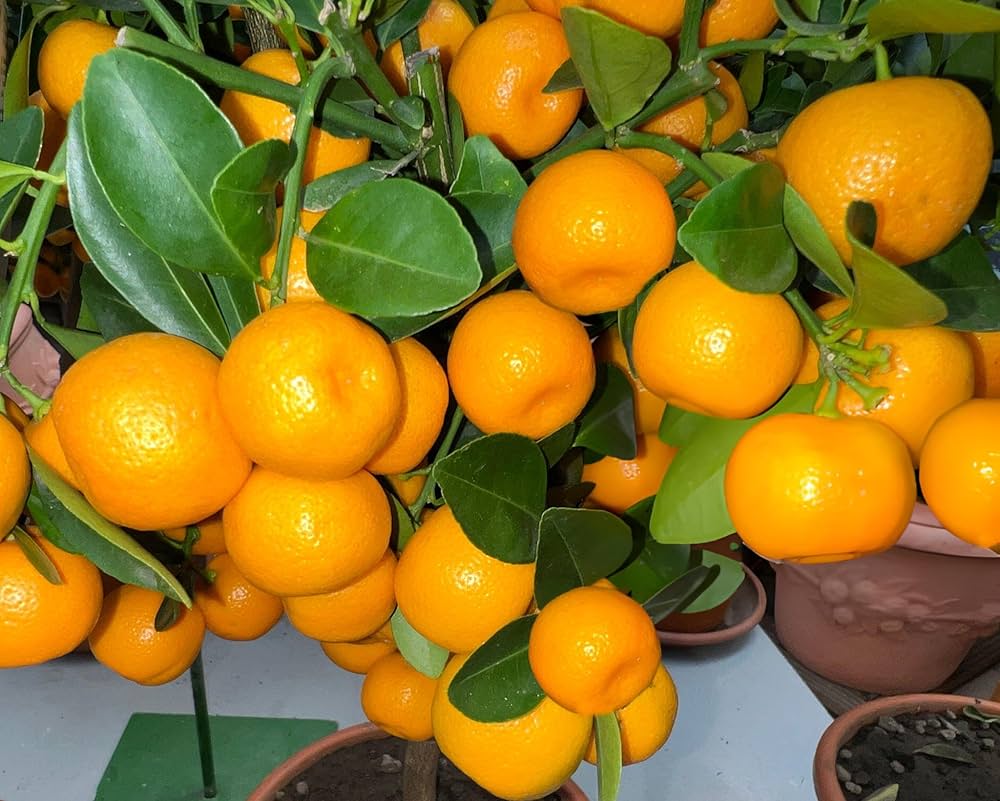 Orange Seeds for Planting Citrus sinensis for home gardens and orchard spaces
