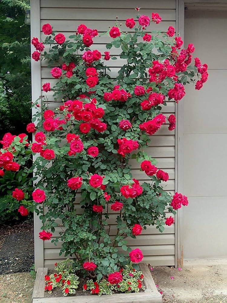 Climbing Polyantha Rose Bonsai Seeds for Planting for Outdoor Garden and Bonsai Decoration