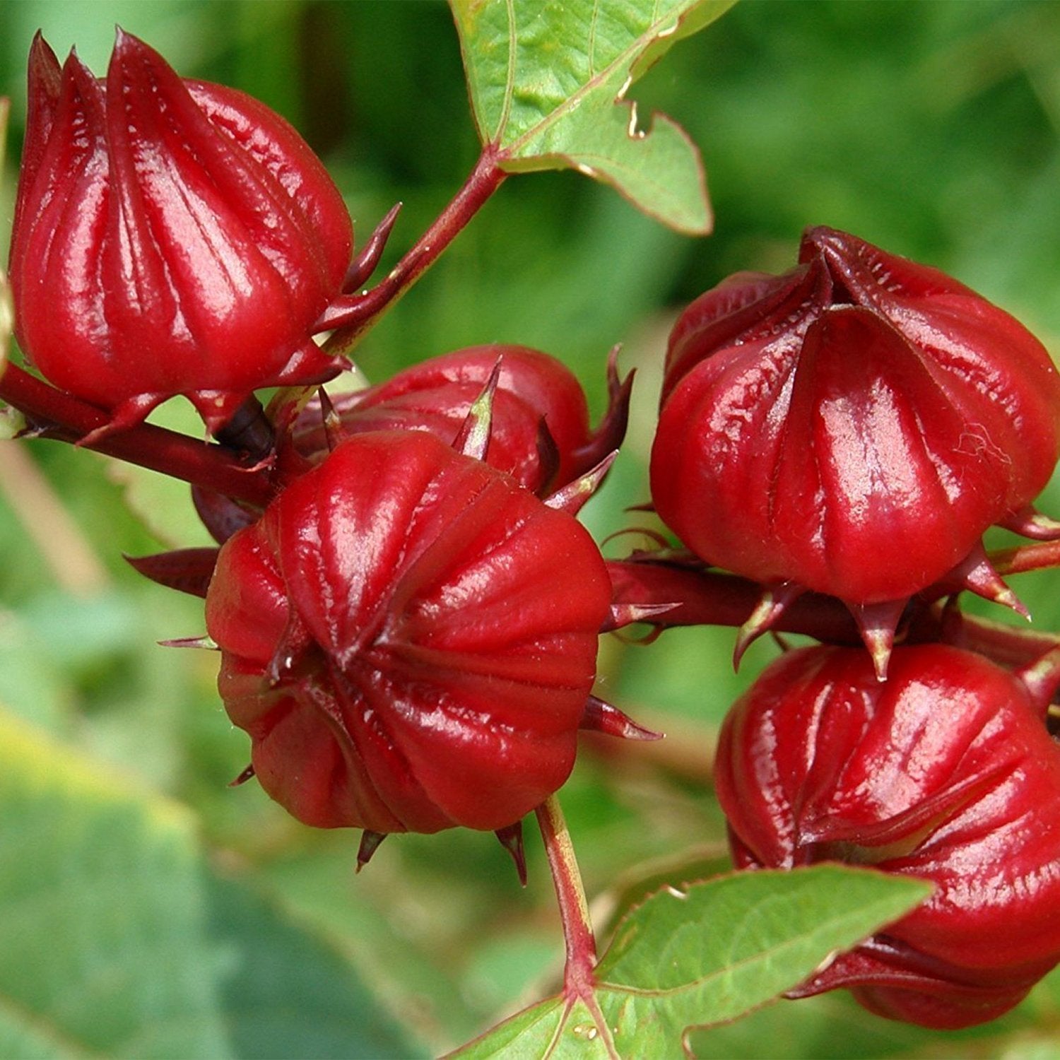 Roselle Thai Herb Plant Seeds for Planting