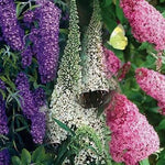 Mix Buddleia Butterfly Bush Flower Seeds for Planting - NON GMO Seeds Dhara Seeds