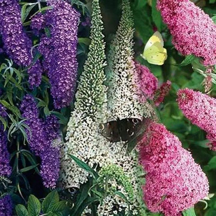 Mix Buddleia Butterfly Bush Flower Seeds for Planting - NON GMO Seeds Dhara Seeds