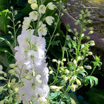 Giant White Delphinium Flower Seeds
