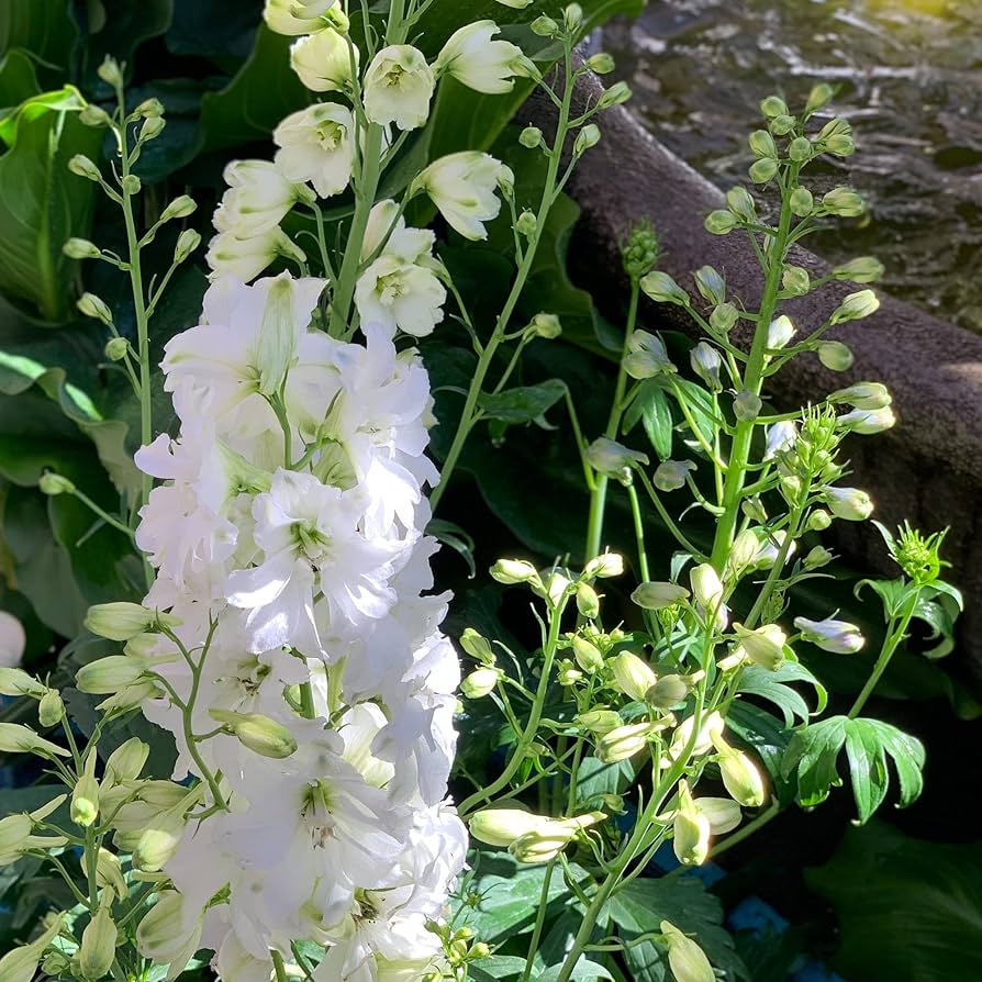 Giant White Delphinium Flower Seeds
