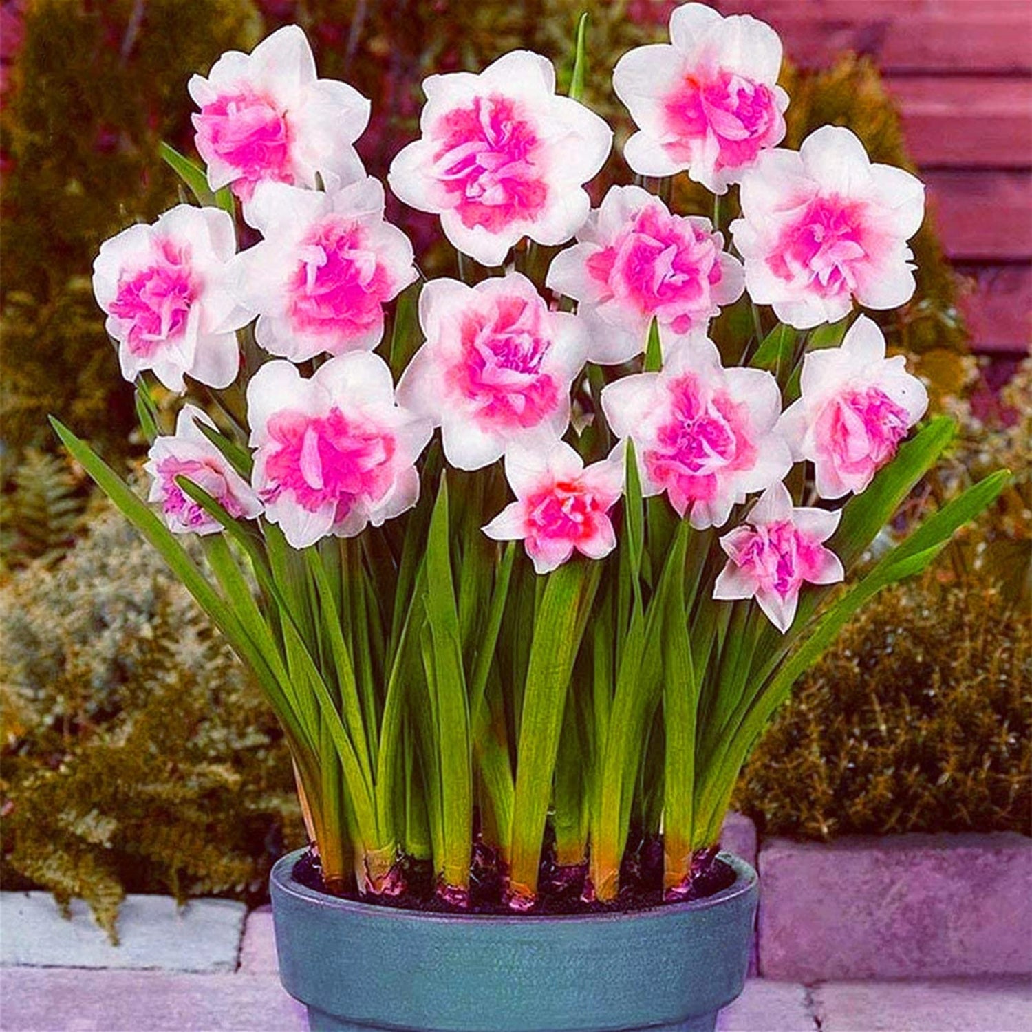 Daffodil Bulbs - Pink Mix