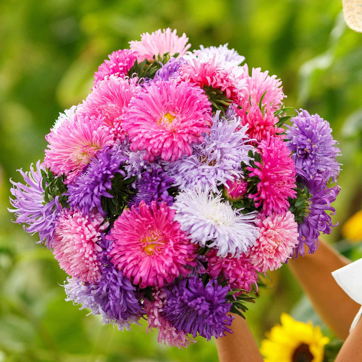 Chinese Aster Seeds Callistephus chinensis for Planting in Flower Bed & Garden