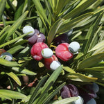 Heirloom Non-GMO Podocarpus Macrophyllus Plant Seeds for Planting Dhara Seeds