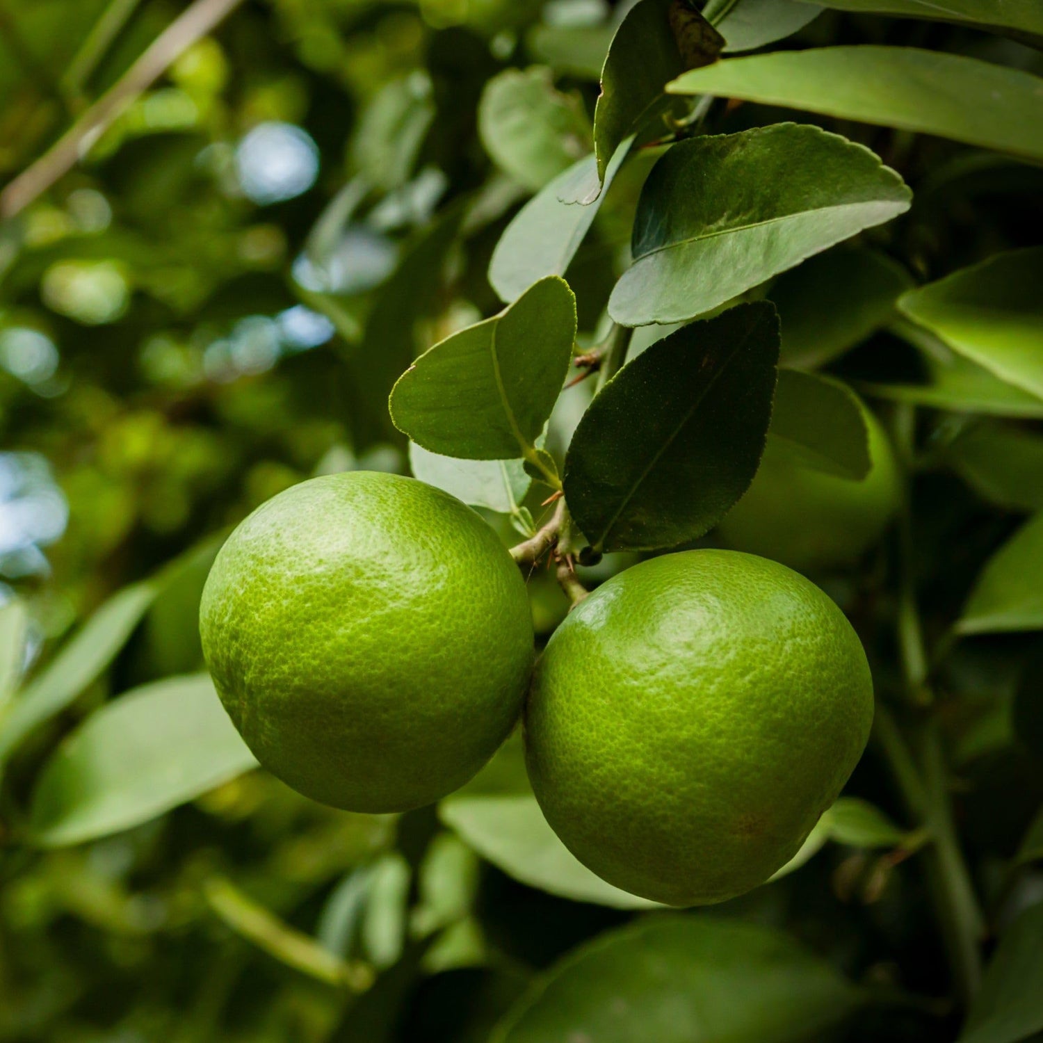 Lime Fruit Seeds - Ideal for Growing Limes in Your Home Garden