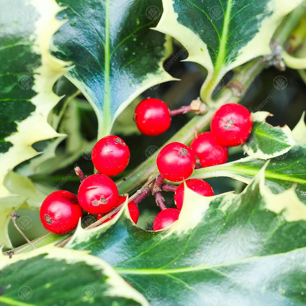 Ilex Aquifolium Holly Tree Seeds for Planting