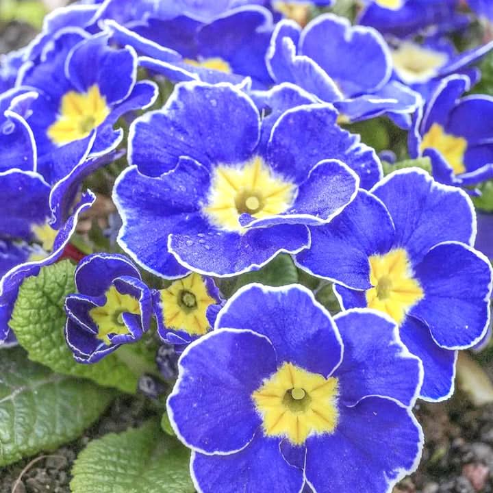 Blue Evening Primrose Flower Seeds for Planting – Fragrant Garden Blooms