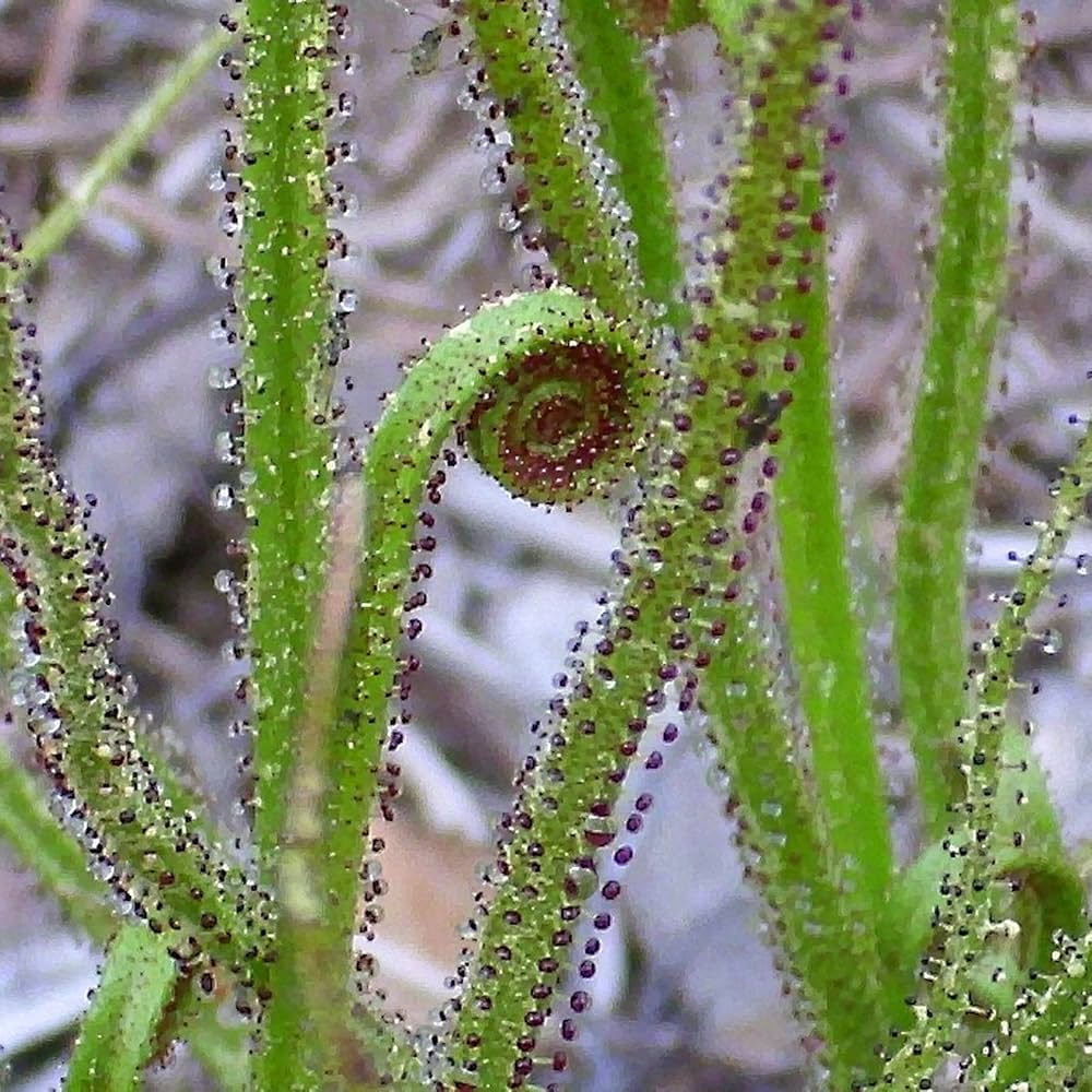 Green Drosophyllum Plant Seeds for Planting heirloom & Non-GMO Seeds