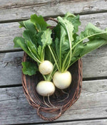 White Lady F hybrid turnip seeds
