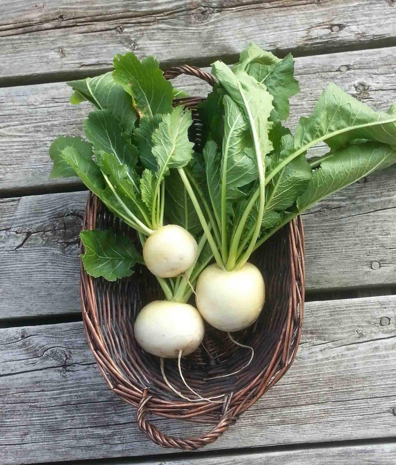 White Lady F hybrid turnip seeds