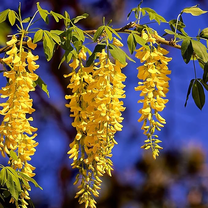 Yellow Wisteria Seeds